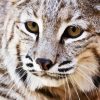 Close Up Bobcat Animal diamond painting