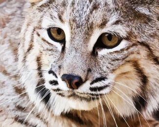 Close Up Bobcat Animal diamond painting