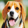 Cute Beagle Dog Head diamond painting