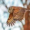 Flying Barred Owl Bird diamond painting