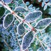 Frost On Leaves diamond painting