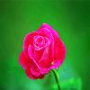Fuchsia Pink Rose diamond painting