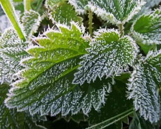 Green Leaves Frost diamond painting