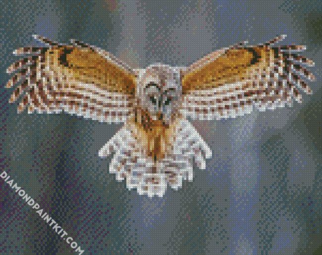 Barred Owl Flying diamond painting