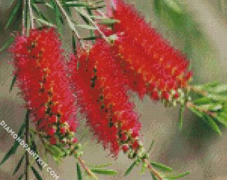 Bottlebrushes In A Branch diamond painting