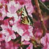 Butterfly On Azaleas Flower diamond painting