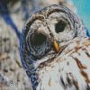 Cute Barred Owl diamond painting