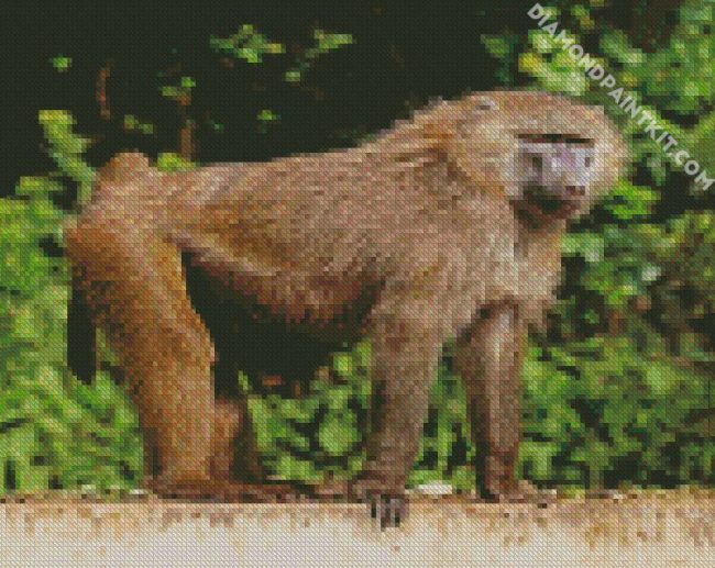 Monkey Baboon Animal diamond painting
