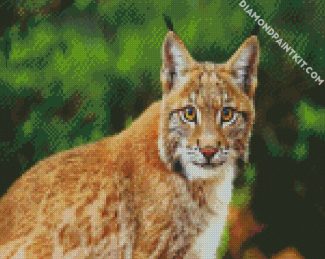 Wild Bobcat diamond painting