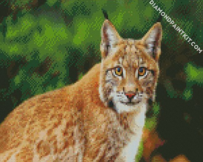 Wild Bobcat diamond painting