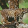 Wild Bobcat Animal diamond painting