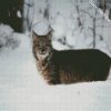 Wild Bobcat In the Snow diamond painting