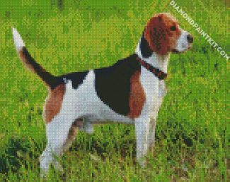 Beagle Dog Breed diamond painting