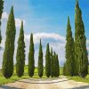 Italian Cypress Trees diamond painting