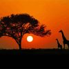 Kenya Giraffes Silhouette diamond painting