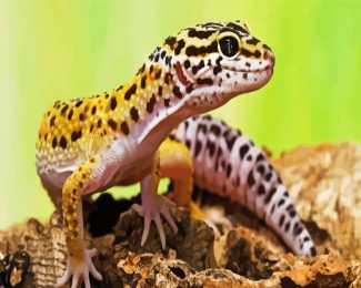 Leopard Gecko Lizard diamond painting
