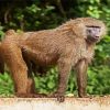 Monkey Baboon Animal diamond painting