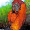 Orangutan Animal diamond painting