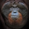 Orangutan Close Up Face diamond painting