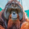 Orangutan Monkey diamond painting