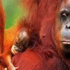 Orangutans Monkey diamond painting