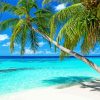Palm Tree In The Bahamas Beach diamond painting