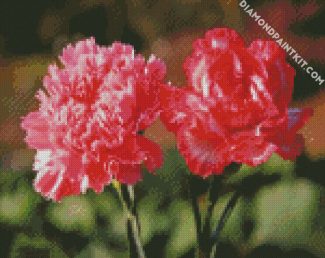 Pink Carnation diamond painting