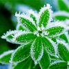 Plant Leaves Frost diamond painting