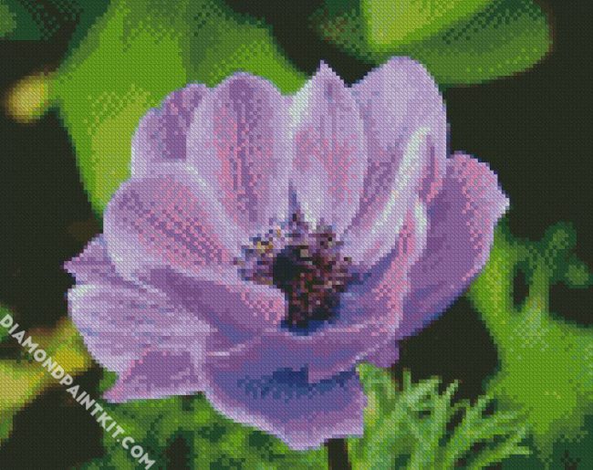 Purple Anemone diamond painting