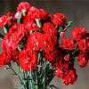 Red Carnation Flowers diamond painting