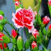 Red White Carnation diamond painting
