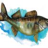 The Walleye Fish Art diamond painting