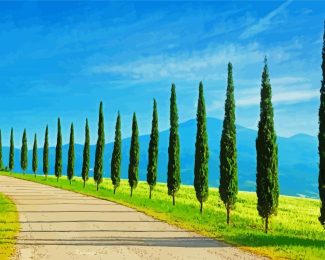 Tuscany Italian Cypress Trees diamond painting