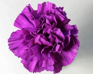 Violet Carnation diamond painting