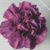 Violet Carnation diamond painting