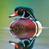 Waterfowl Bird diamond painting