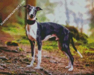Whippet Puppy diamond painting