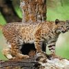 Wild Bobcat Animal diamond painting