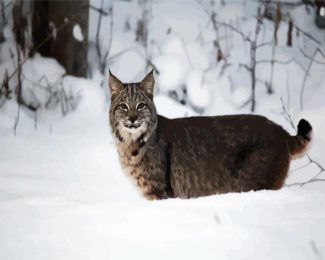 Wild Bobcat In the Snow diamond painting