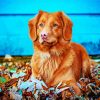 Adorable Toller diamond painting