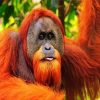 Aesthetic Orangutan diamond painting