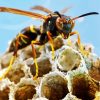 Aesthetic Wasp Insect diamond painting