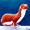 Aesthetic Weasel Animal diamond painting