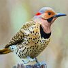 Aesthetic Woodpecker Bird diamond painting