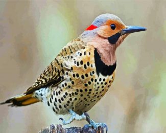Aesthetic Woodpecker Bird diamond painting