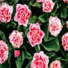 Aesthetic Carnations diamond painting