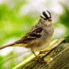 Aesthetic Sparrow Bird Animal Chilling diamond painting