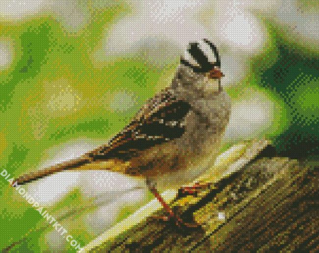 Aesthetic Sparrow Bird Animal Chilling diamond painting