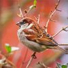 Aesthetic Sparrow Bird Animal diamond painting
