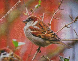 Aesthetic Sparrow Bird Animal diamond painting